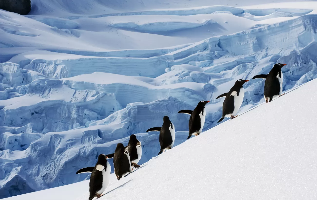 Antarctica Travel Guide & Tips - Learn All About Traveling to Antarctica -  Page 2