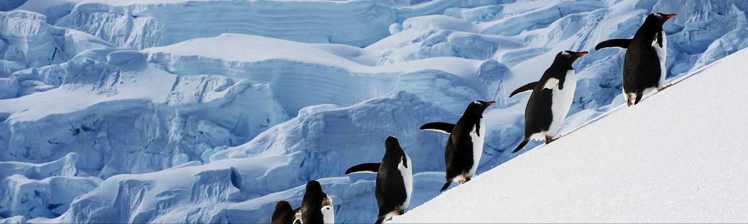 Antarctica Wildlife Travel Guide Tips Where To See - 