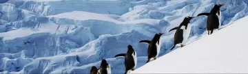 Penguins navigating the icy slopes