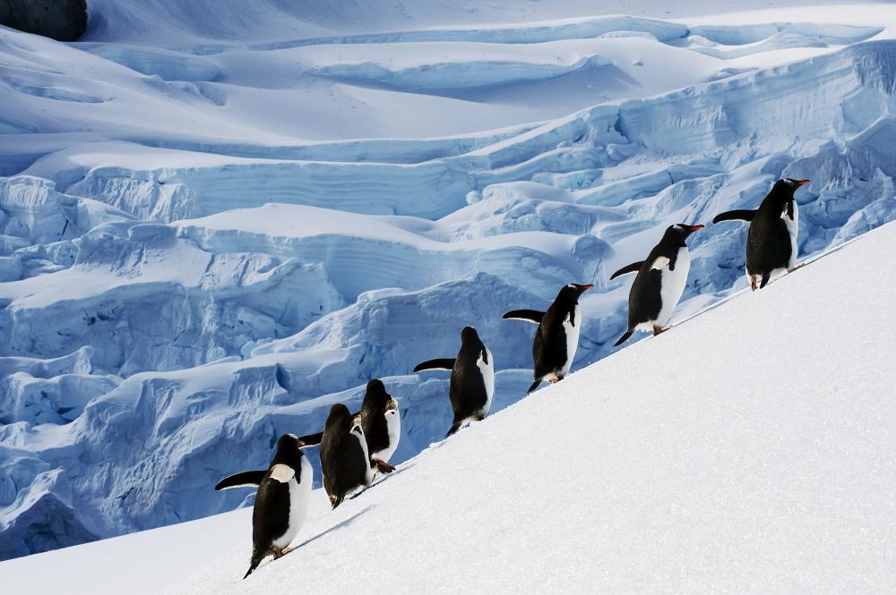 40 Best Antarctica Cruises Through The Drake Passage For 2024 2025   Fullsize 