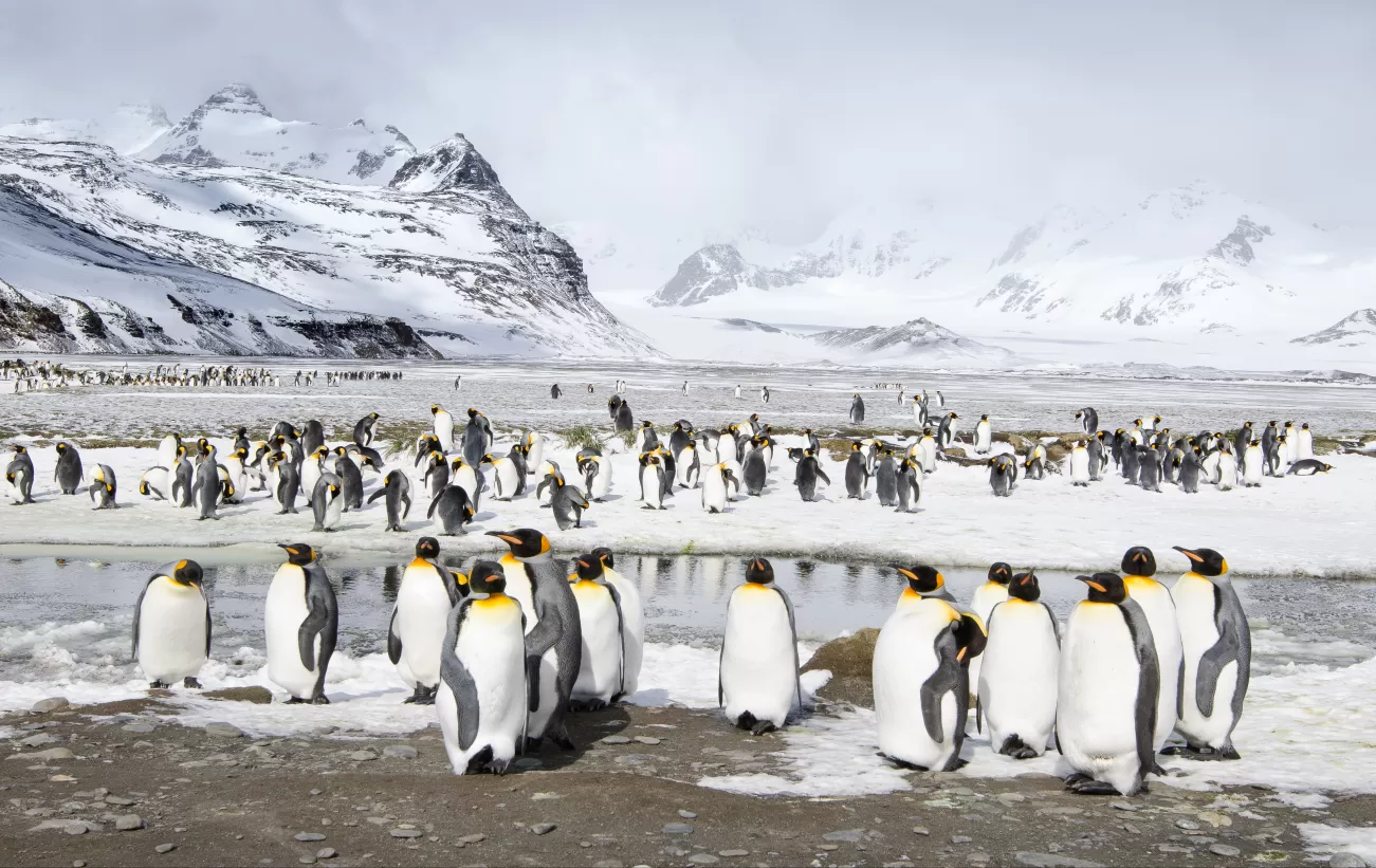 Penguins gathering on the shore