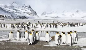 Penguins gathering on the shore