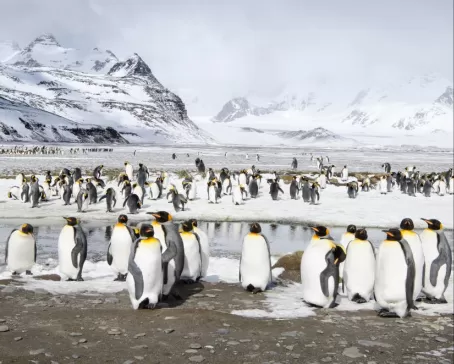 Penguins gathering on the shore