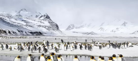 Penguins gathering on the shore