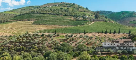 Terraced vineyards of the Douro River Valley
