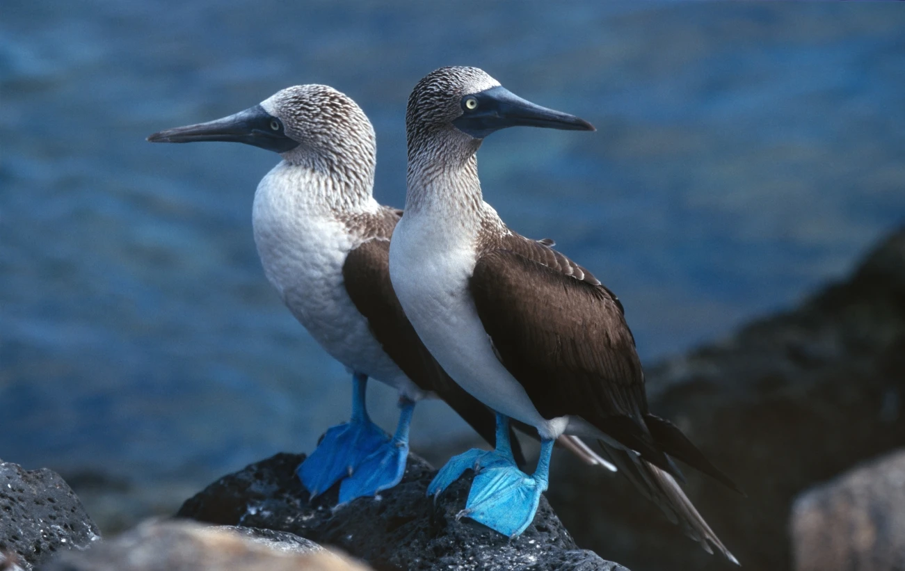 Blue-footed boobies perched on volcanic rocks