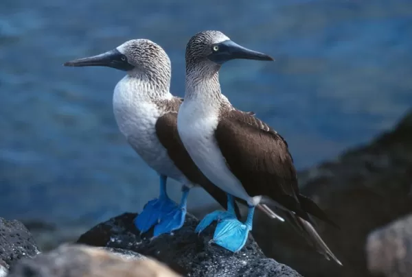 Blue-footed boobies perched on volcanic rocks