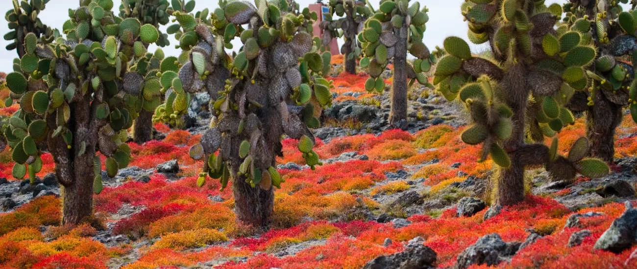Bright red sesuvium makes for a surreal landscape