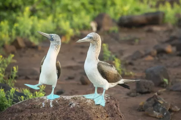 Blue-footed boobies basking in the Galapagos