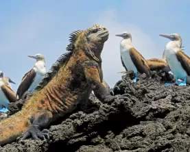 Iconic wildlife of the Galapagos sunning themselves