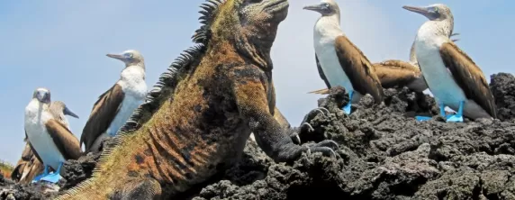 Iconic wildlife of the Galapagos sunning themselves