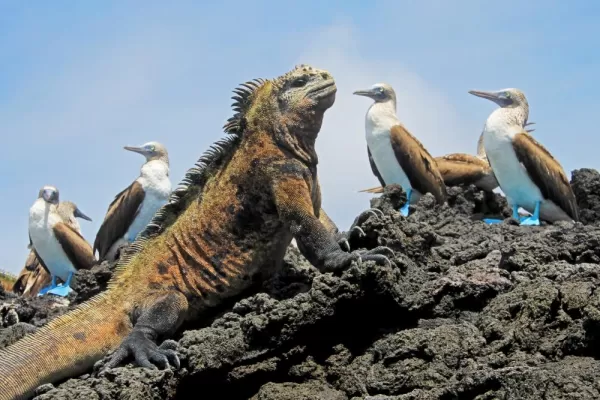 Iconic wildlife of the Galapagos sunning themselves