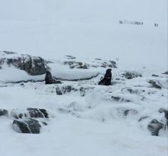 Fur seals at Portal Point