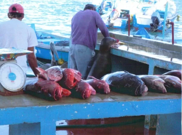 Fish market, with sea lion and pelican helping out