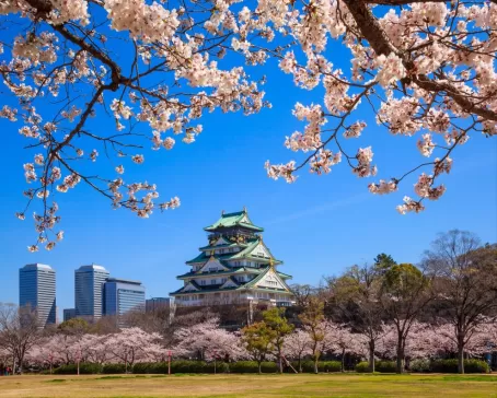 Cherry blossoms frame Osaka castle