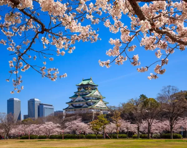Cherry blossoms frame Osaka castle