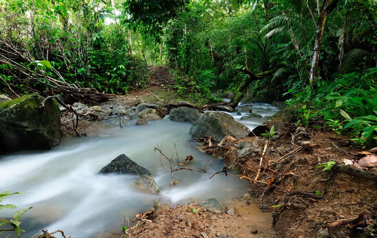 Darien Jungle of Panama