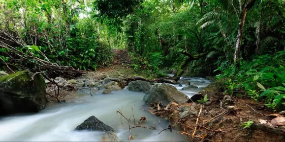 Darien Jungle of Panama