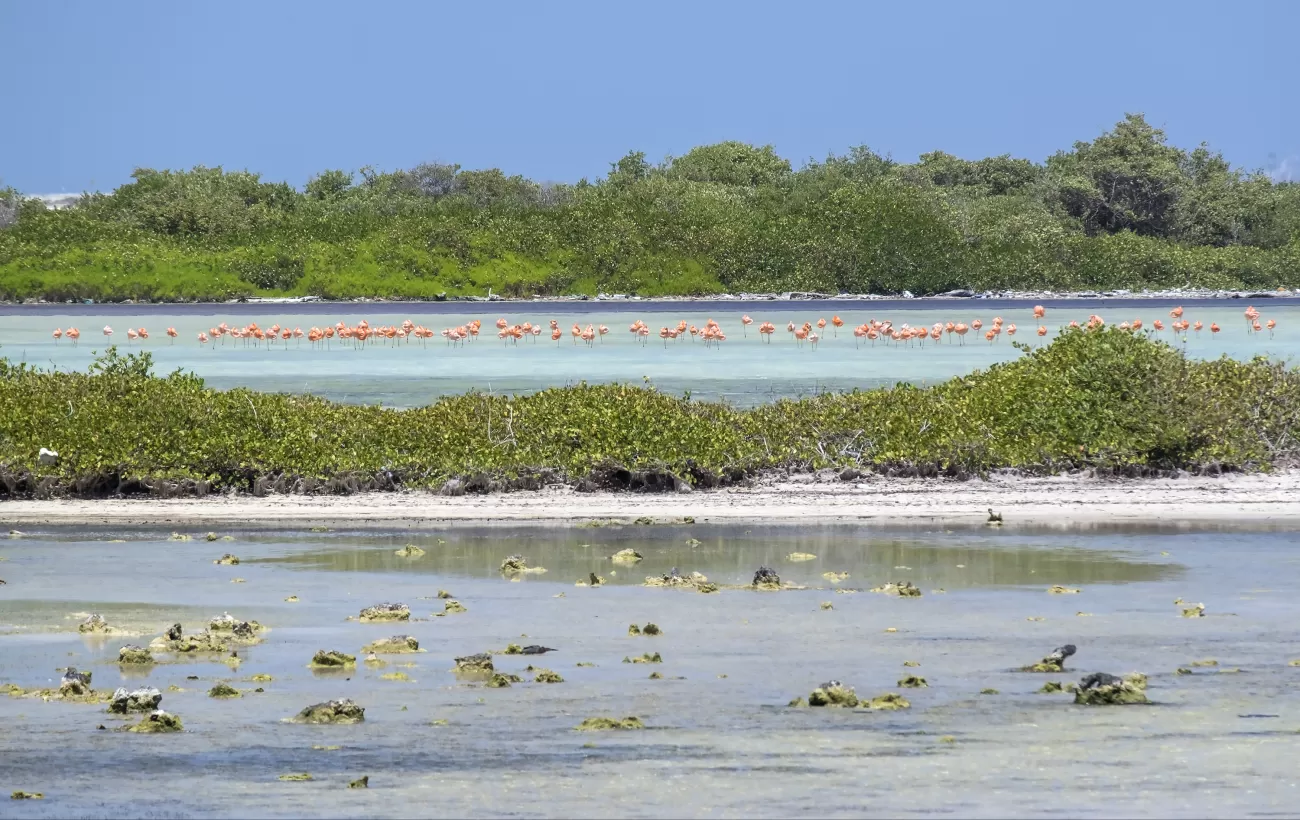 Flamingos in Caribbean islands