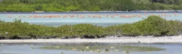 Flamingos in Caribbean islands
