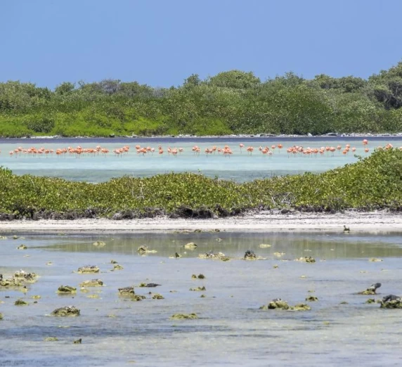 Flamingos in Caribbean islands
