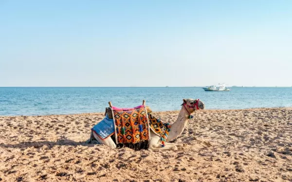 Relax on Egypt's coast