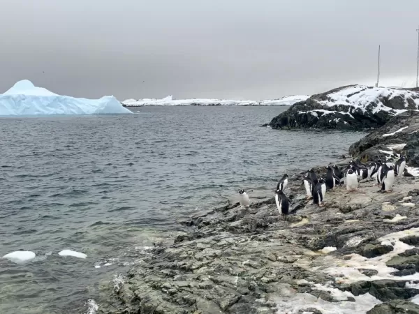 A crowd of gentoo penguins greets us at Vernadsky Station
