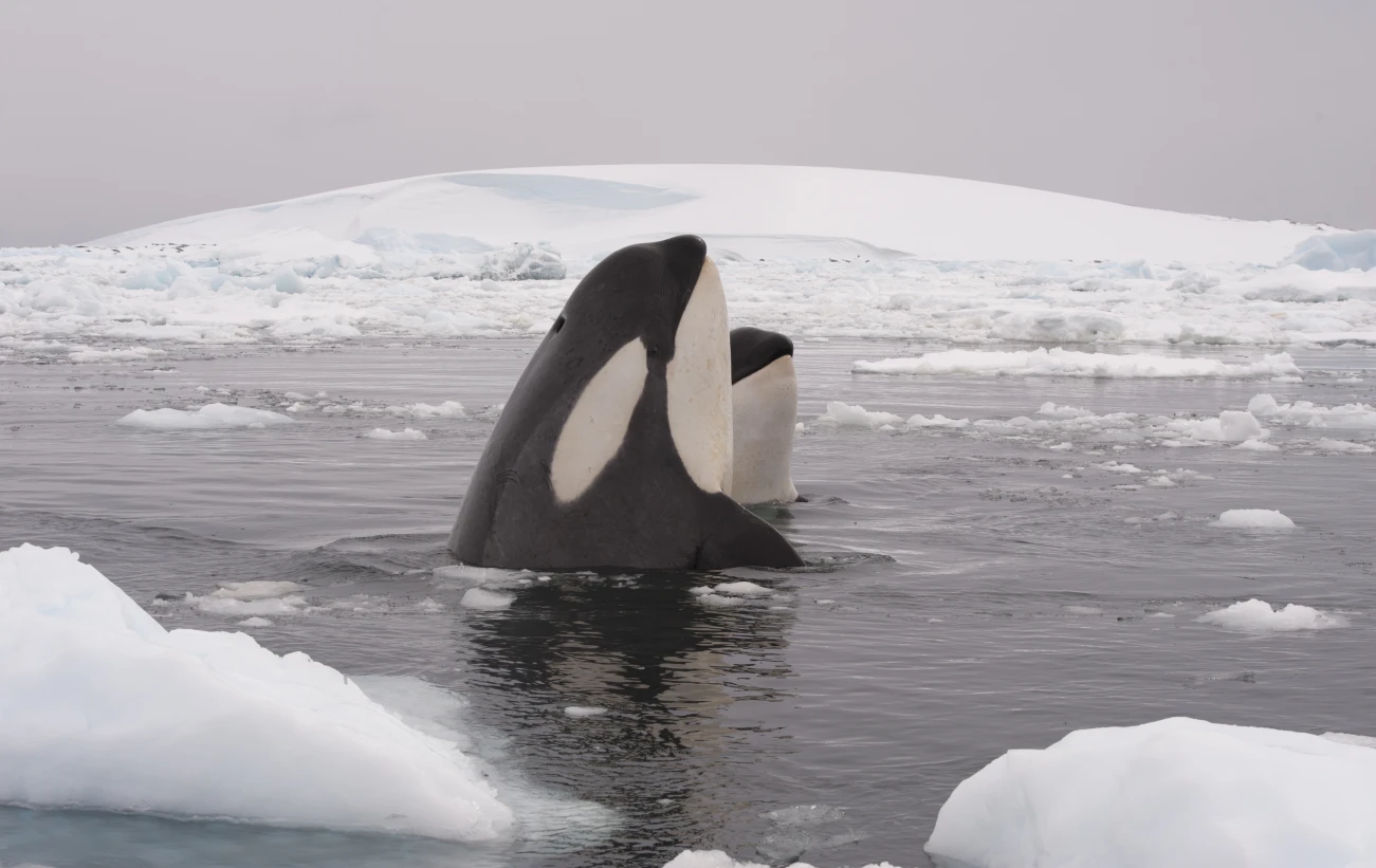 Orca coming up for air