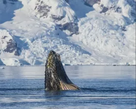 A whale comes up to say hello