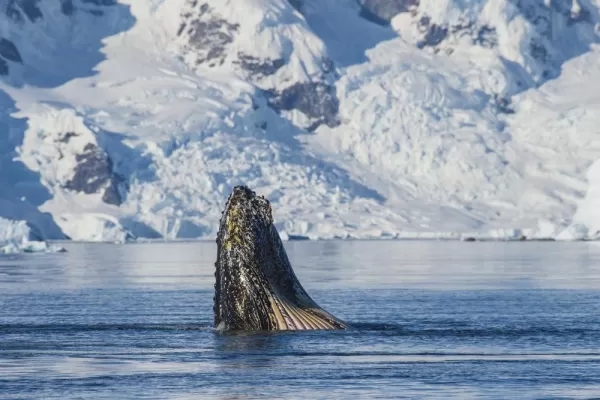 A whale comes up to say hello