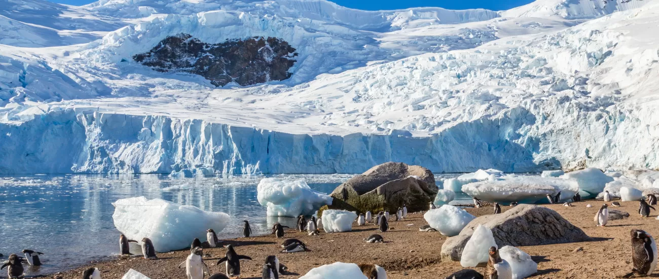 Penguins on the shores of Antarctica