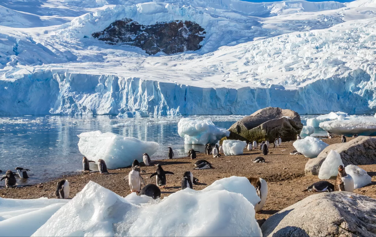 Penguins on the shores of Antarctica