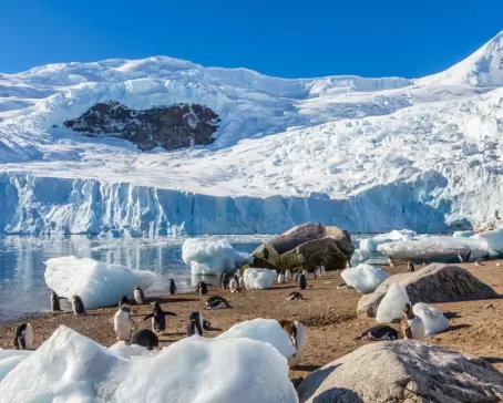 Penguins on the shores of Antarctica