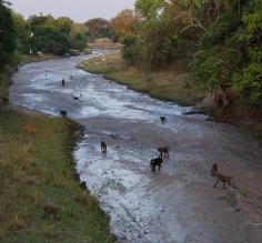 Baboons and birds early in the AM on our first game drive