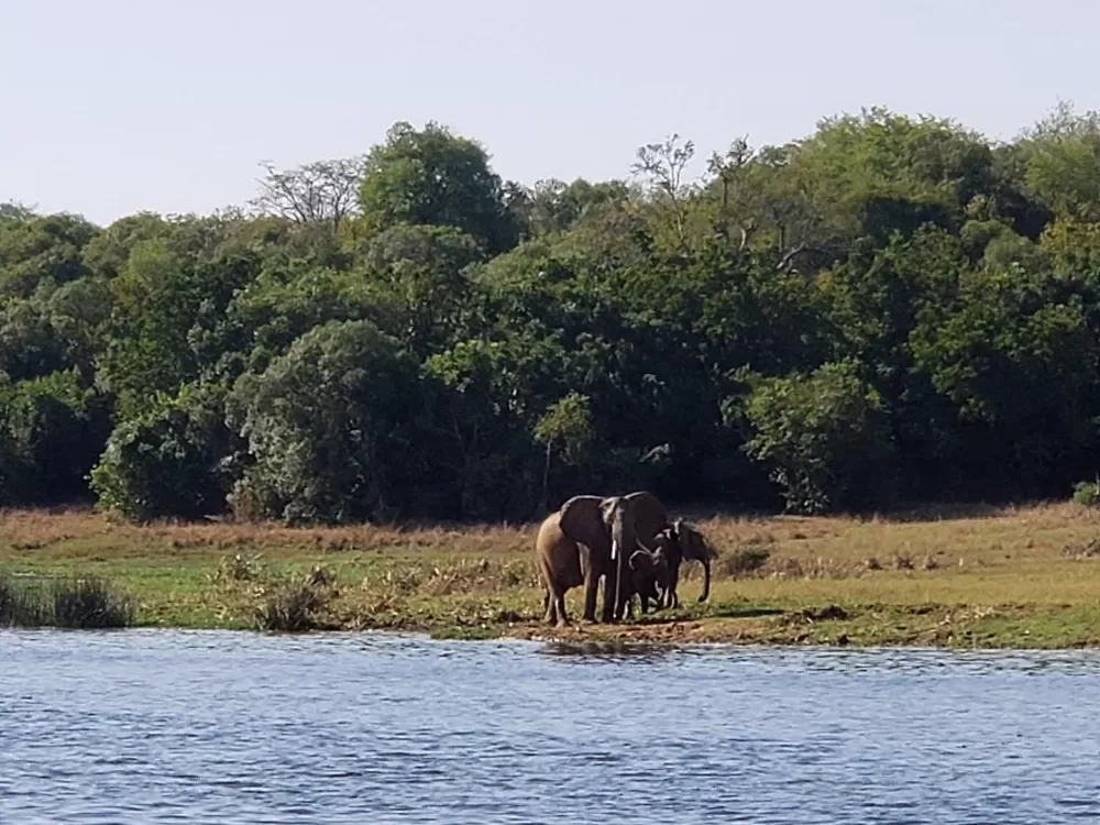 Elephants on shore
