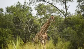 Giraffe