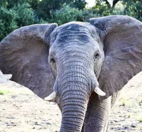 Elephant
