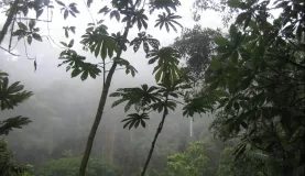 Beautiful Bellavista Cloudforest