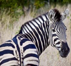 Zebra!