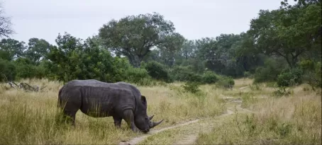Rhino