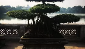 Bonsai tree in Hanoi