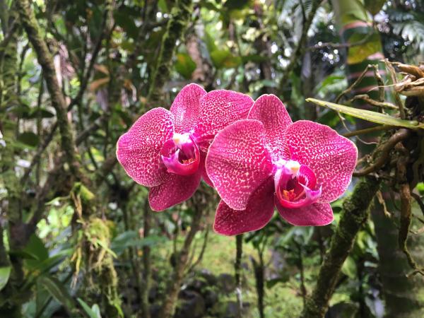 Hawaii Tropical Botanical Gardens Hawaii Traveler Stories