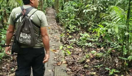Walks in the Amazon