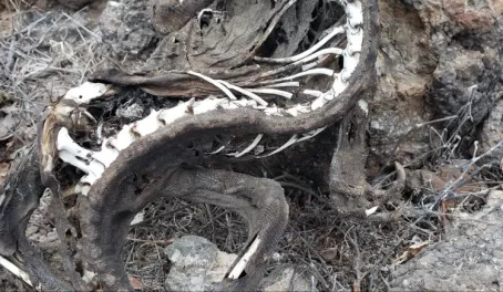 Bones of a land iguana