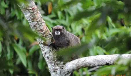Spider monkey in the Amazon