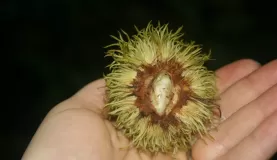 In the Amazon, ants are everywhere!