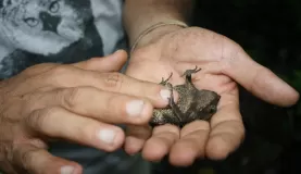 Our guide, Jorge, demonstrates his frog belly rub technique