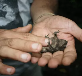 Our guide, Jorge, demonstrates his frog belly rub technique