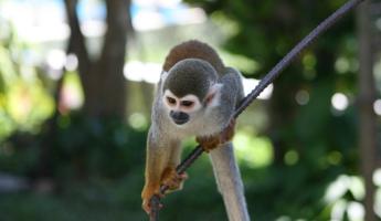 Monkey business in Coca