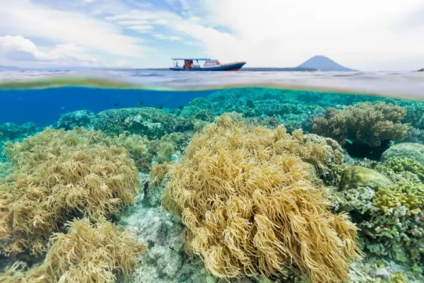 Dive among amazing corals in Indonesia